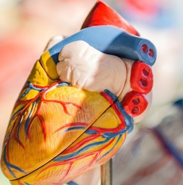 recognise-the-symptoms-of-heart-failure